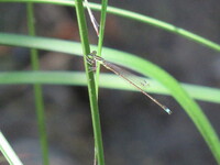 Furtive Forktail, Ischnura prognata