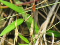 Rambur