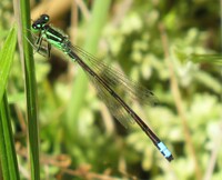 Eastern Forktail, Ischnura verticalis