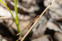 Citrine Forktail, Ischnura hastata
