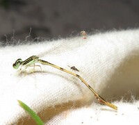 Citrine Forktail, Ischnura hastata