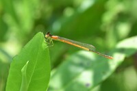 Citrine Forktail, Ischnura hastata