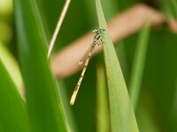 Citrine Forktail, Ischnura hastata