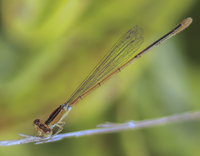 Citrine Forktail, Ischnura hastata