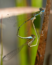 Southern Sprite, Nehalennia integricollis