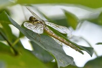 Arrow Clubtail, Stylurus spiniceps