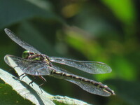 Arrow Clubtail, Stylurus spiniceps