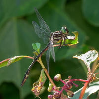Arrow Clubtail, Stylurus spiniceps