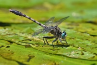 Gray-green Clubtail, Arigomphus pallidus