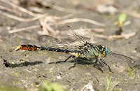 Unicorn Clubtail, Arigomphus villosipes
