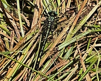 Unicorn Clubtail, Arigomphus villosipes