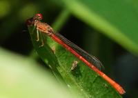 Duckweed Firetail, Telebasis byersi