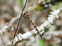 Brown Spiketail, Zoraena bilineata