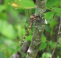 Brown Spiketail, Zoraena bilineata