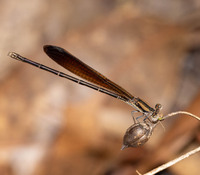 Variable Dancer, Argia fumipennis