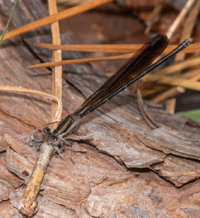 Variable Dancer, Argia fumipennis