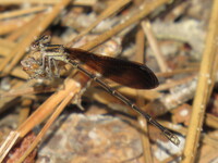 Variable Dancer, Argia fumipennis