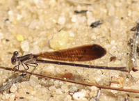 Variable Dancer, Argia fumipennis