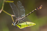 Cocoa Clubtail, Gomphurus hybridus