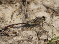 Cocoa Clubtail, Gomphurus hybridus