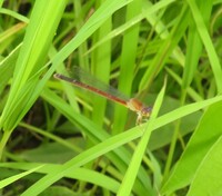 Eastern Red Damsel, Amphiagrion saucium