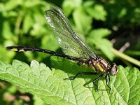 Rapids Clubtail, Phanogomphus quadricolor