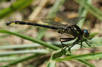Rapids Clubtail, Phanogomphus quadricolor