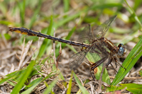 Lancet Clubtail, Phanogomphus exilis