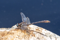 Lancet Clubtail, Phanogomphus exilis