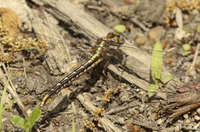 Lancet Clubtail, Phanogomphus exilis