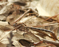 Ashy Clubtail, Phanogomphus lividus
