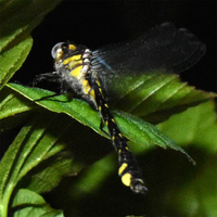 Spine-crowned Clubtail, Hylogomphus abbreviatus