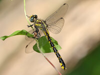 Spine-crowned Clubtail, Hylogomphus abbreviatus