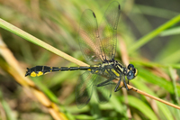 Banner Clubtail, Hylogomphus apomyius