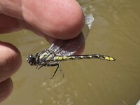 Banner Clubtail, Hylogomphus apomyius