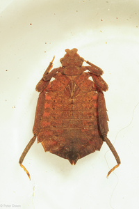 Dragonhunter, Hagenius brevistylus