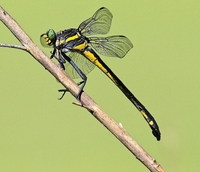 Dragonhunter, Hagenius brevistylus