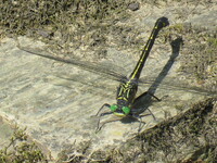 Dragonhunter, Hagenius brevistylus