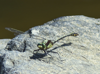 Dragonhunter, Hagenius brevistylus