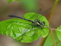 Southern Pygmy Clubtail, Lanthus vernalis