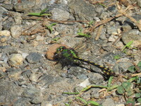 Brook Snaketail, Ophiogomphus aspersus