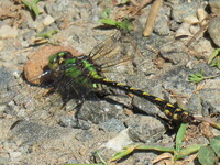 Brook Snaketail, Ophiogomphus aspersus
