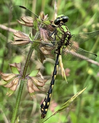 Brook Snaketail, Ophiogomphus aspersus
