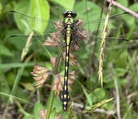 Brook Snaketail, Ophiogomphus aspersus