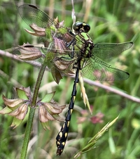 Brook Snaketail, Ophiogomphus aspersus
