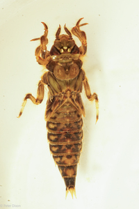 Common Sanddragon, Progomphus obscurus