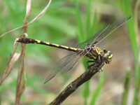 Common Sanddragon, Progomphus obscurus