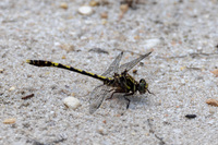 Common Sanddragon, Progomphus obscurus