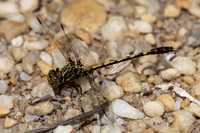 Common Sanddragon, Progomphus obscurus