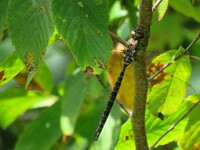 Shadow Darner Aeshna umbrosa